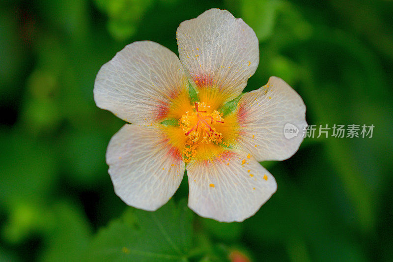 锦葵花/假锦葵